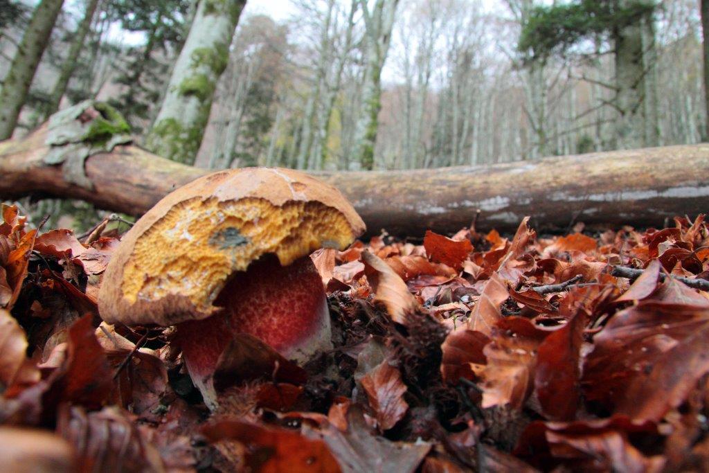 Novembre a Sasso Fratino